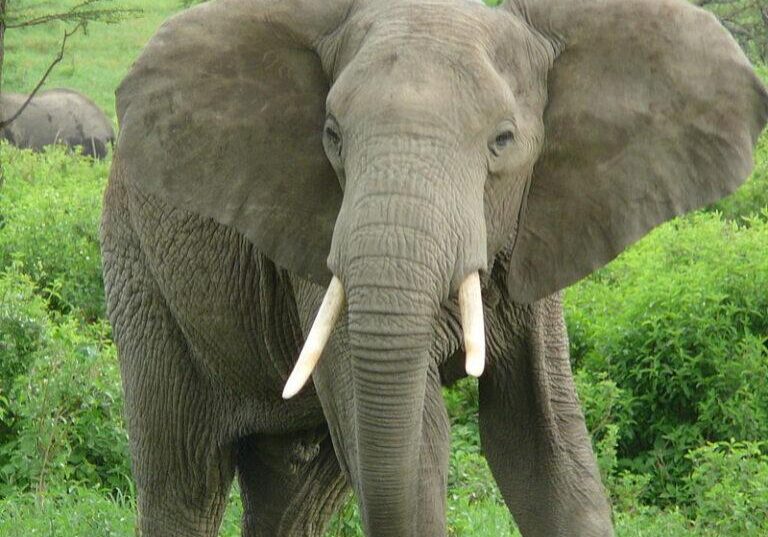 800px-Elephant_near_ndutu